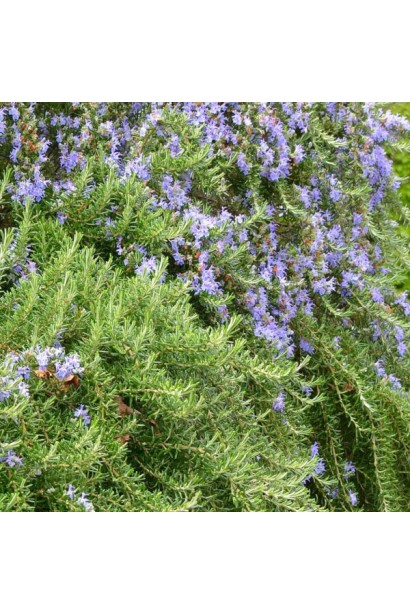 Розмарин Корсикан Блю – ароматний декоративний кущ